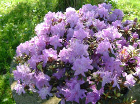 Rhododendron impeditum